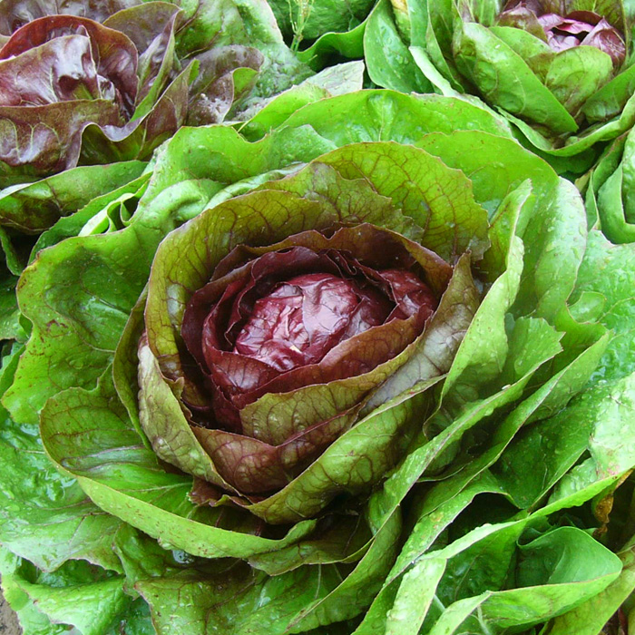 Radicchio Palla Rossa