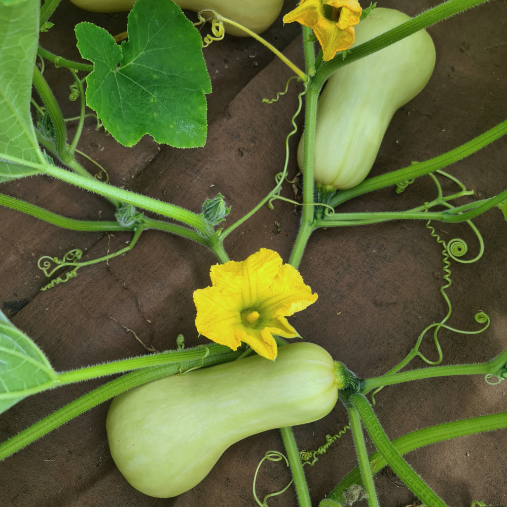 Moschuskürbis Butternut