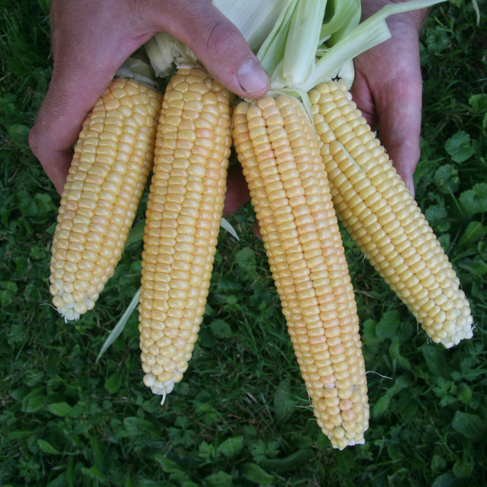Gelber Zuckermais Golden Bantam