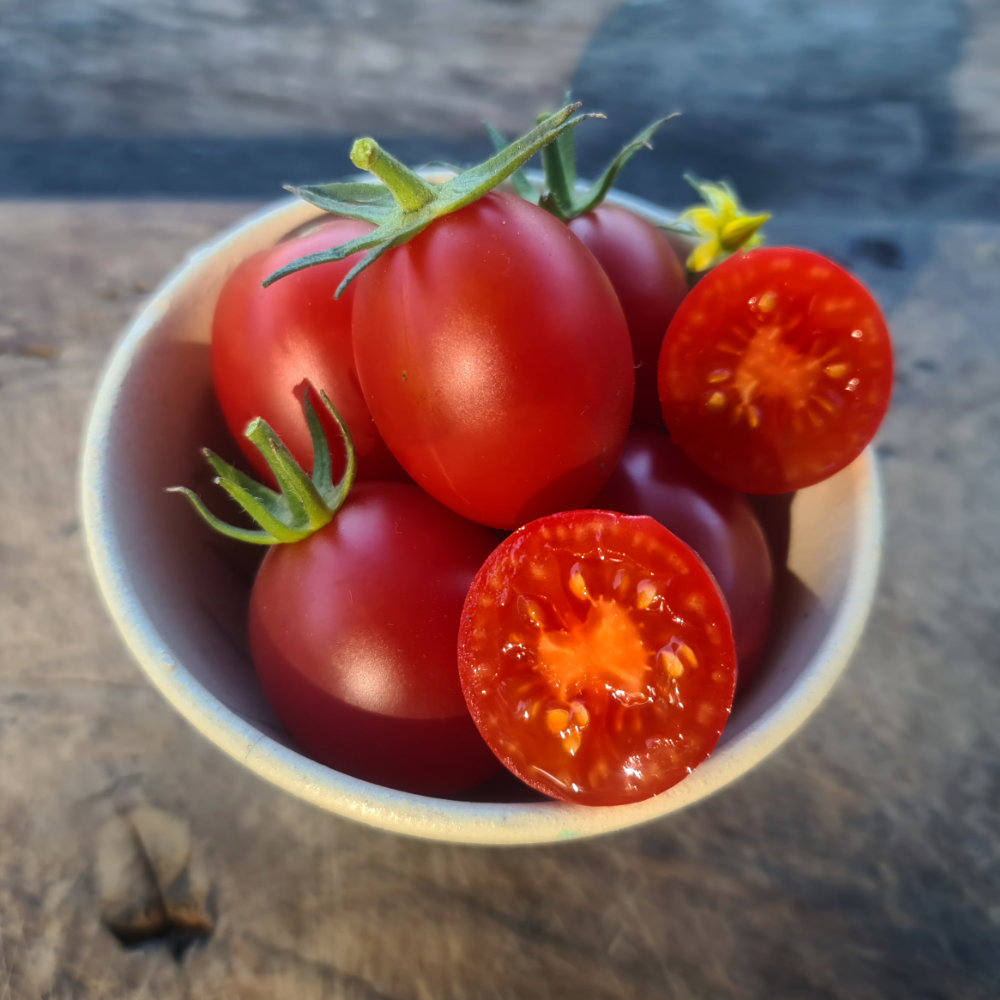 Salattomate Olirose