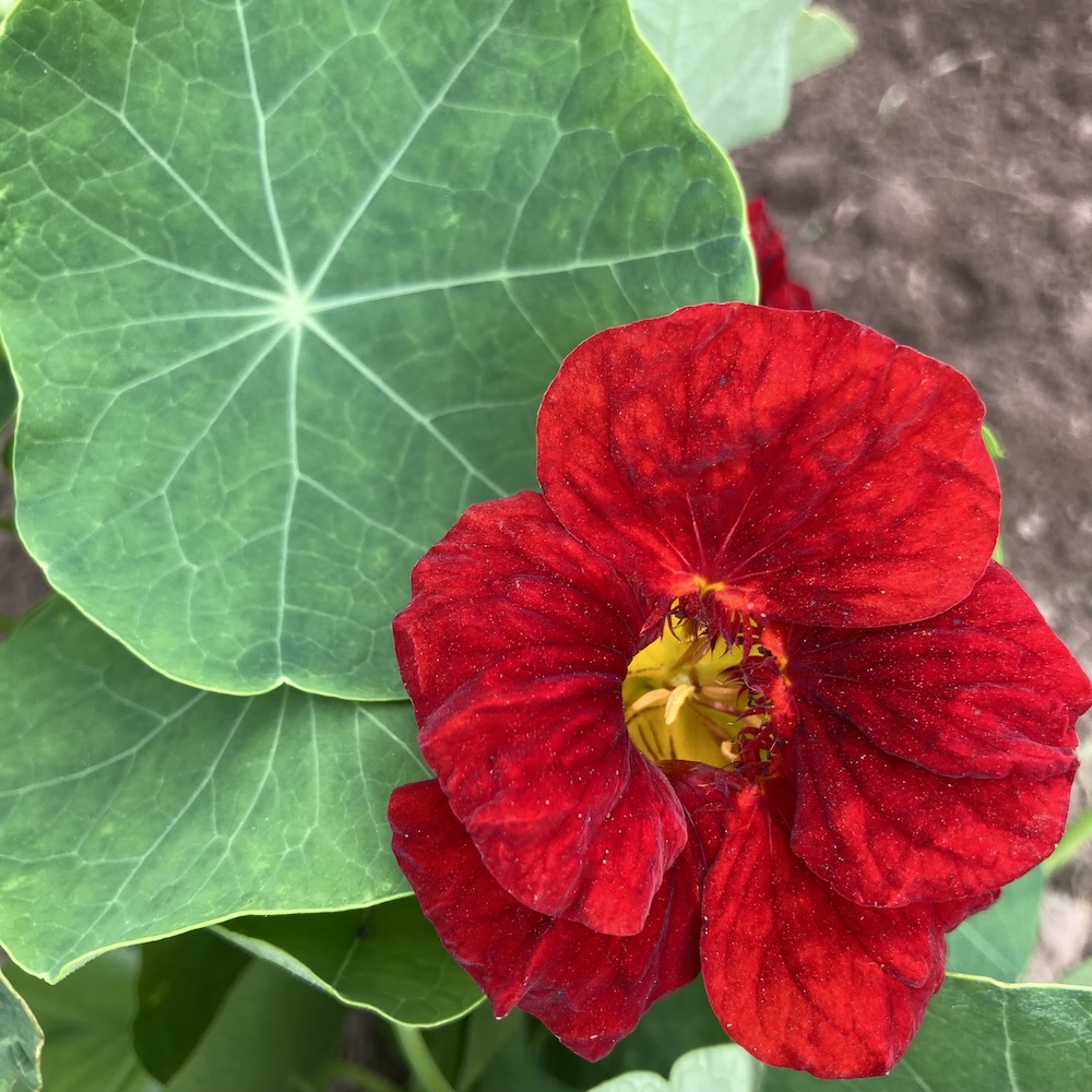 Kapuzinerkresse, rote, vorwiegend buschig