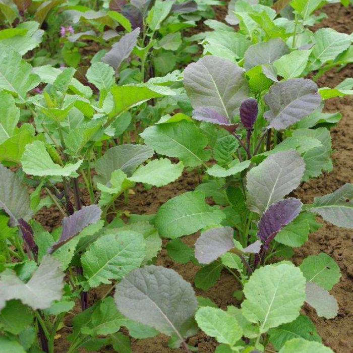 Abessinischer Kohl Gomenzer