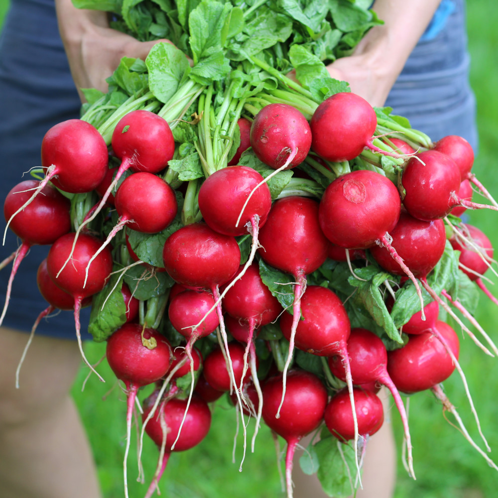 Radieschen Cherry Belle