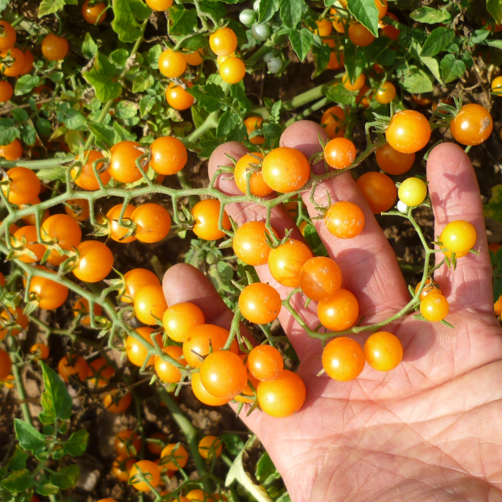 Wildtomate Johannistraube, Johannisbeertomate