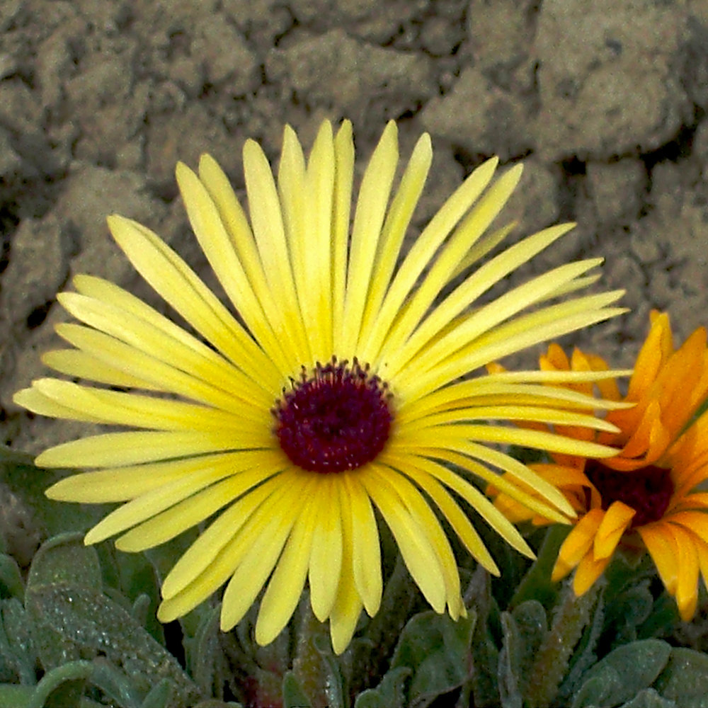 Mittagsblume