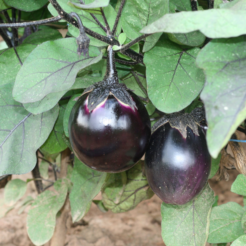 Aubergine Syrie