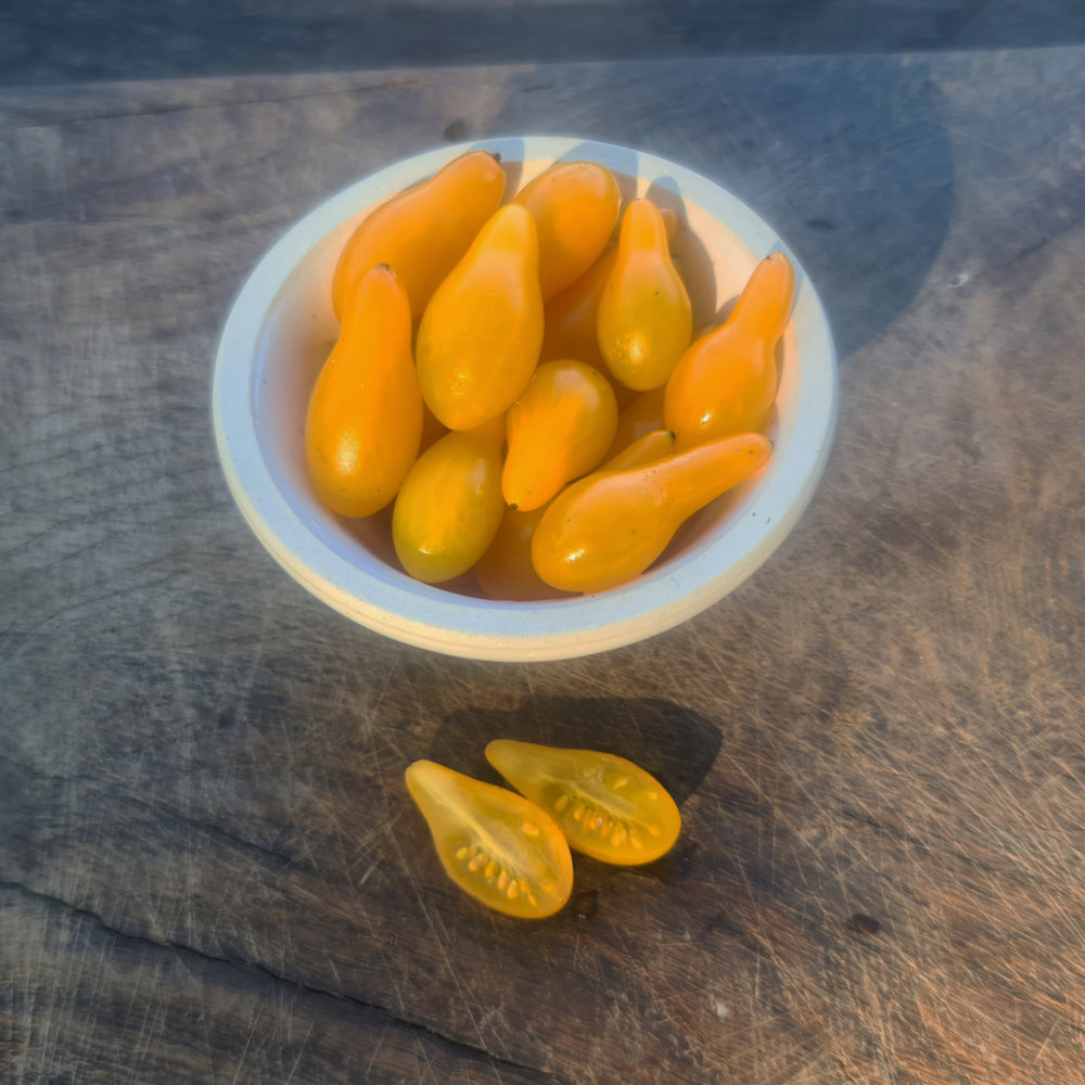 Wildtomate Schmucktomate