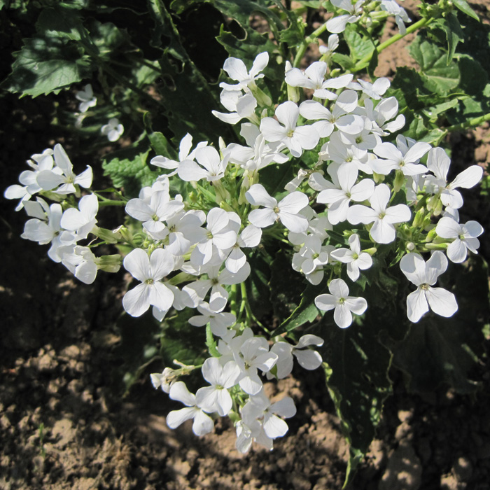 Silberpfennig, Mondviole, weiß