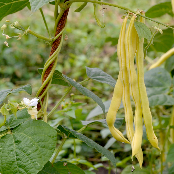 Stangenbohne Neckargold
