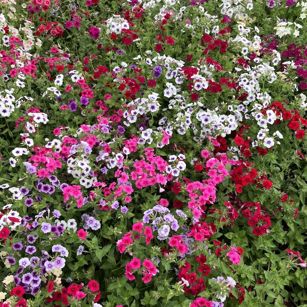 Phlox bunte Mischung