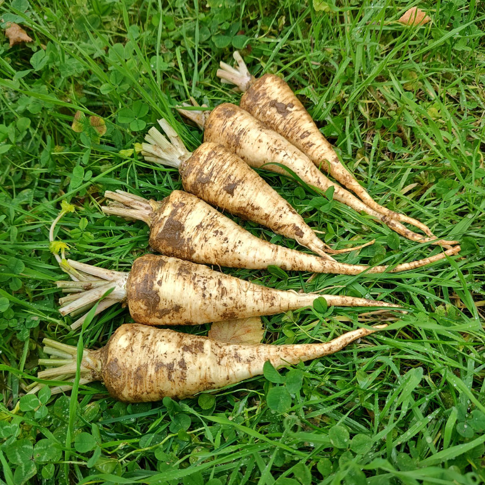 Wurzelpetersilie Halblange
