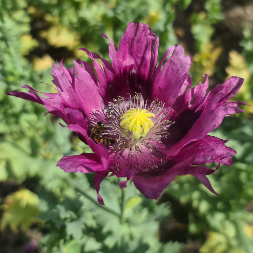 Ziermohn Federmohn
