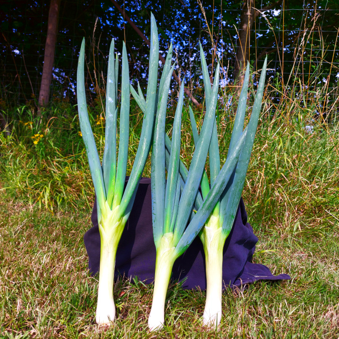 Lauchzwiebel Long White (Lange Weiße)
