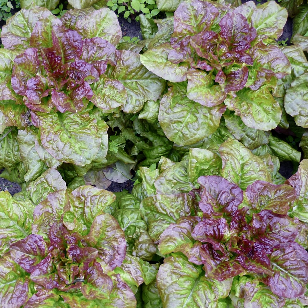 Schnittsalat Amerikanischer Brauner