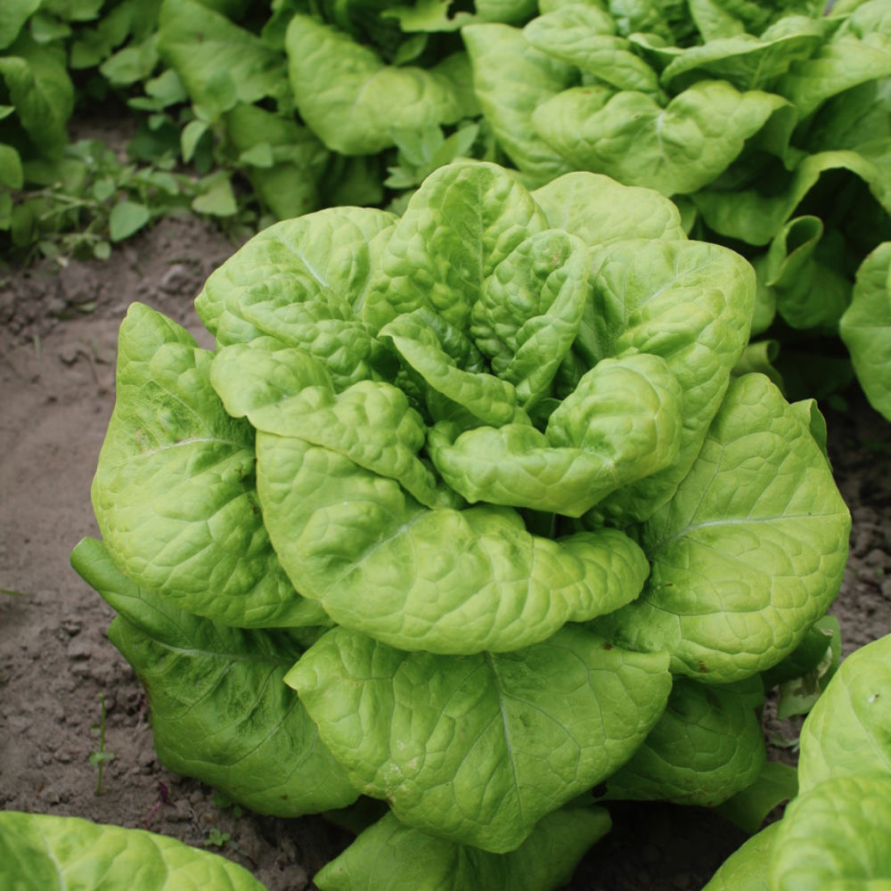 Römersalat Maidiva