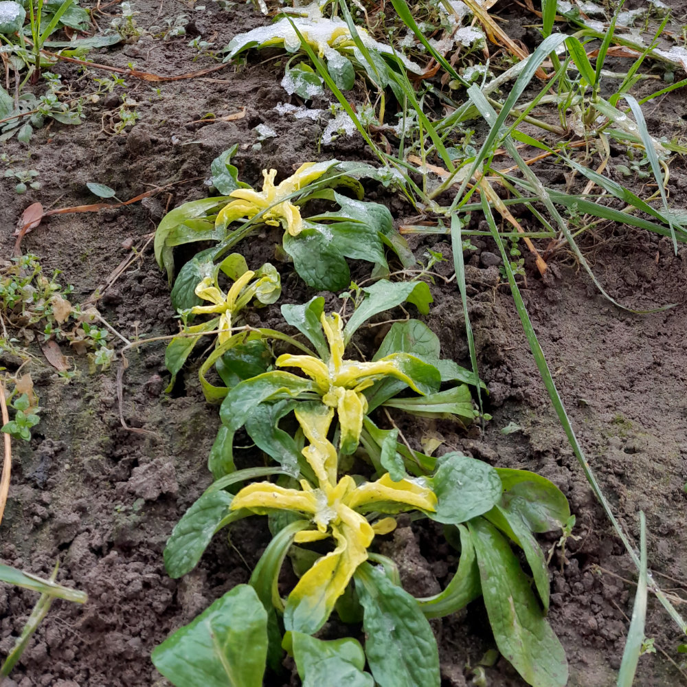 Feldsalat Goldherz