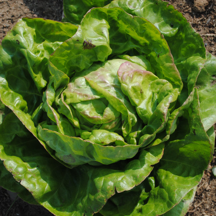 Winterkopfsalat Altenburger Winter