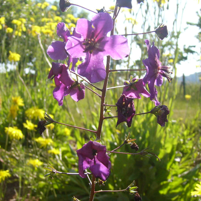 Purpurkönigskerze, Violette Königskerze
