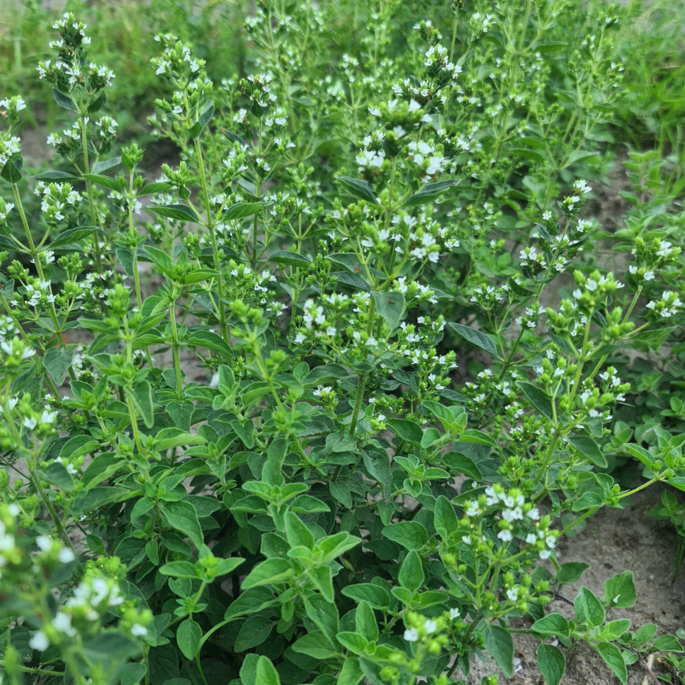 Griechischer Oregano