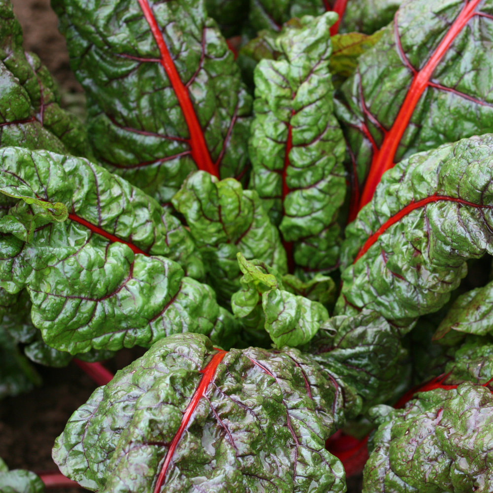 Mangold Rhubarb Chard