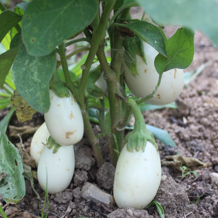 Aubergine Blanche ronde à œuf (Eierfrucht)
