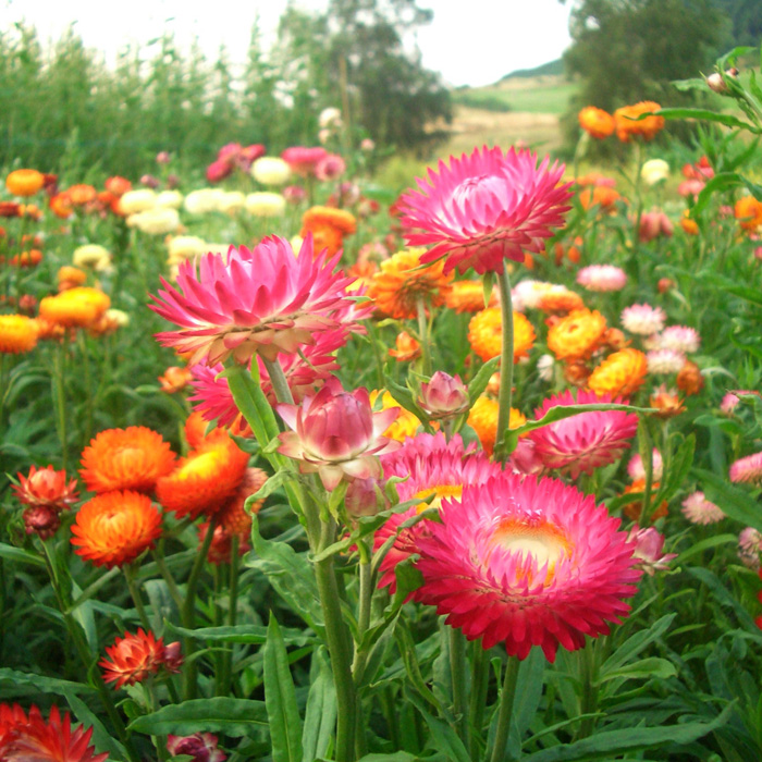 Strohblume Hohe