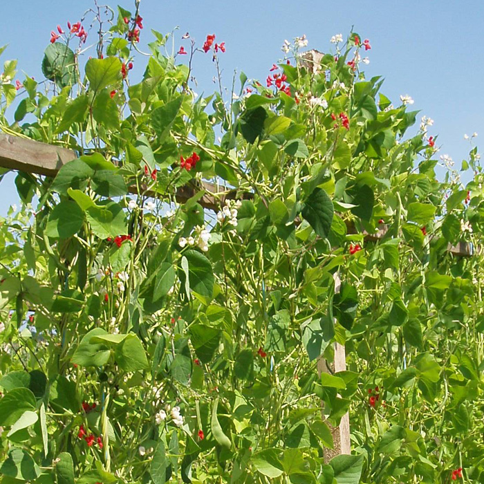 Feuerbohne Bunte Steirische Käferbohne