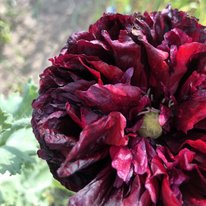 Päonien-Mohn, schwarz