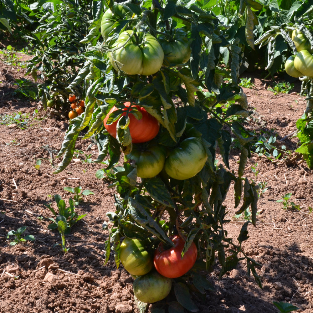 Fleischtomate Paprikaförmige (Capseya)