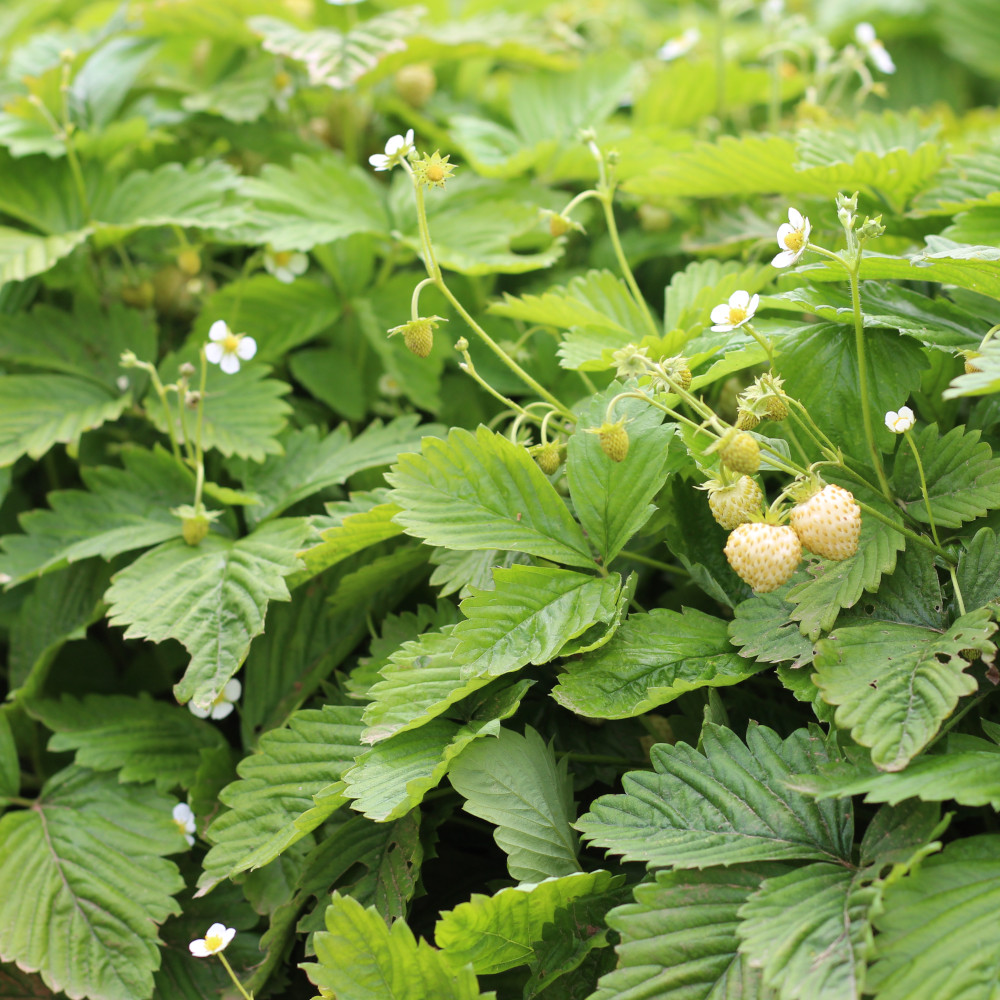 Monatserdbeere Weiße Erdbeere