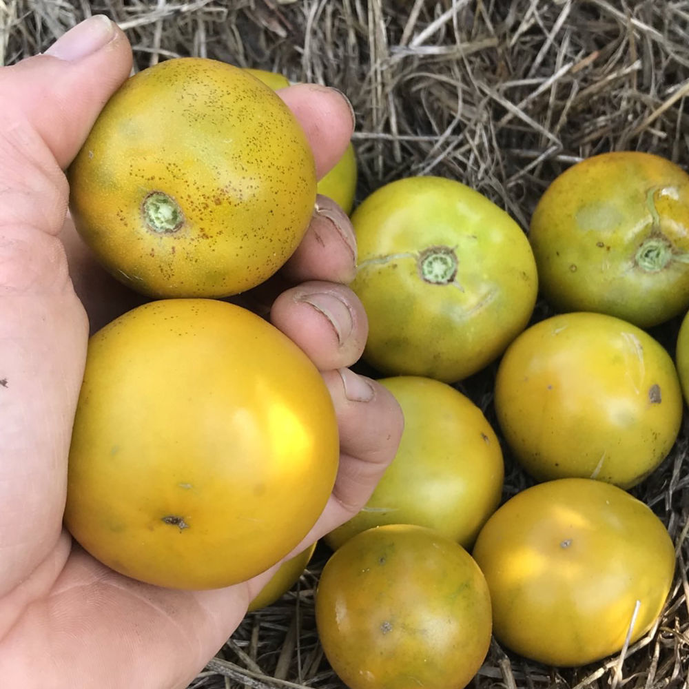 Buschtomate Lime Green