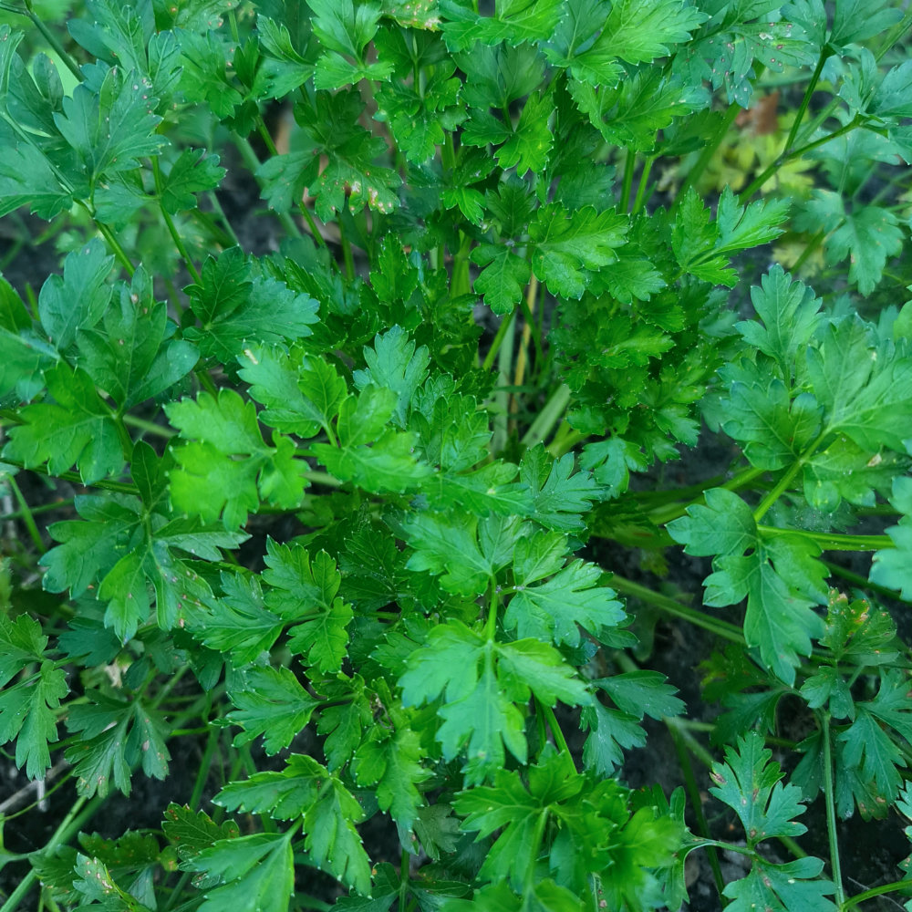 Petersilie Einfache Schnitt 3