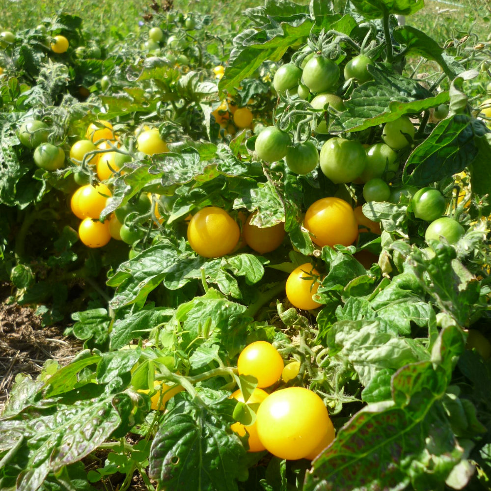 Buschtomate Paulinchen