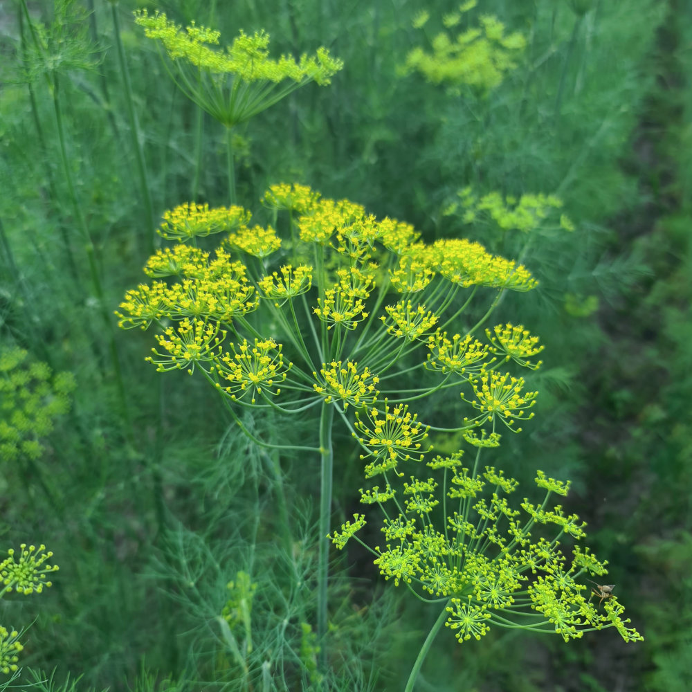 Tetra-Dill