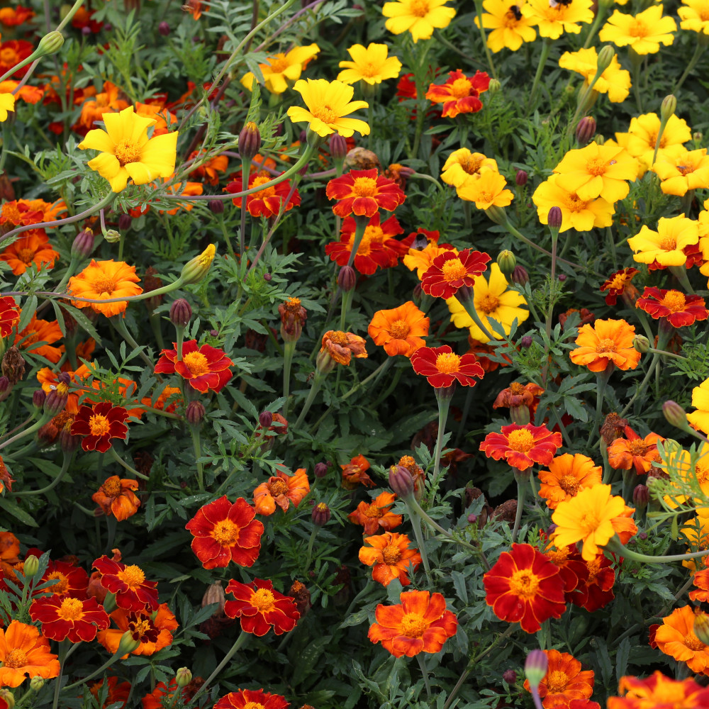 Studentenblume, Stinkewitzchen