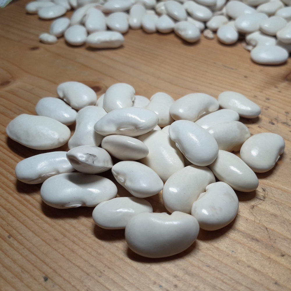 Feuerbohne Witzenhäuser Riesenbohne