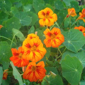 Kapuzinerkresse, rankende Farbmischung