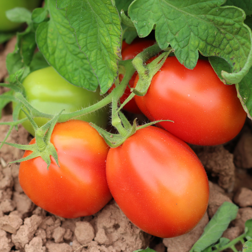 Buschtomate Roma VF