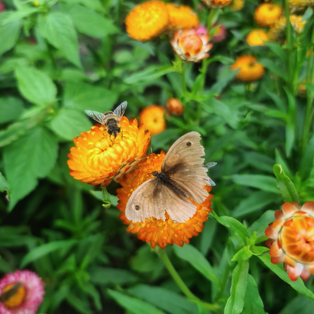 Strohblume Niedrige
