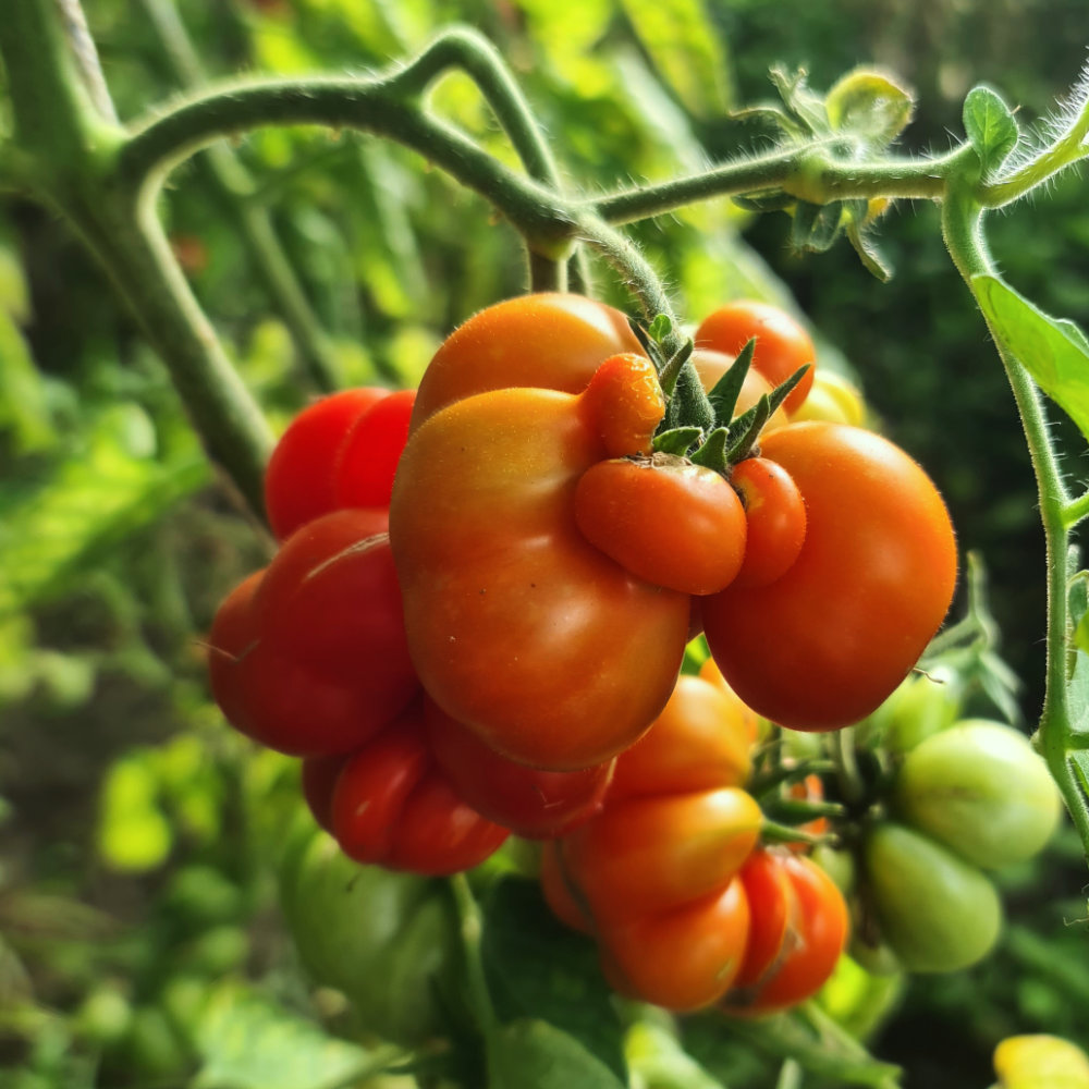 Salattomate Reisetomate