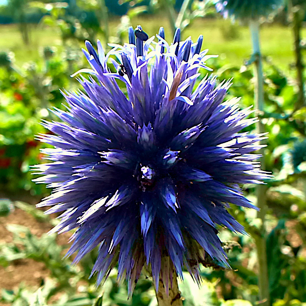 Blaue Kugeldistel