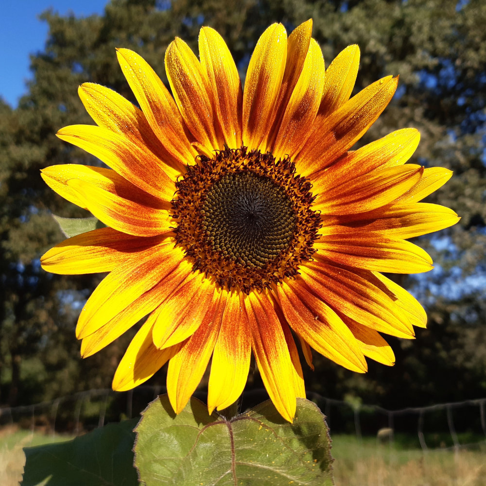 Sonnenblume Mischung