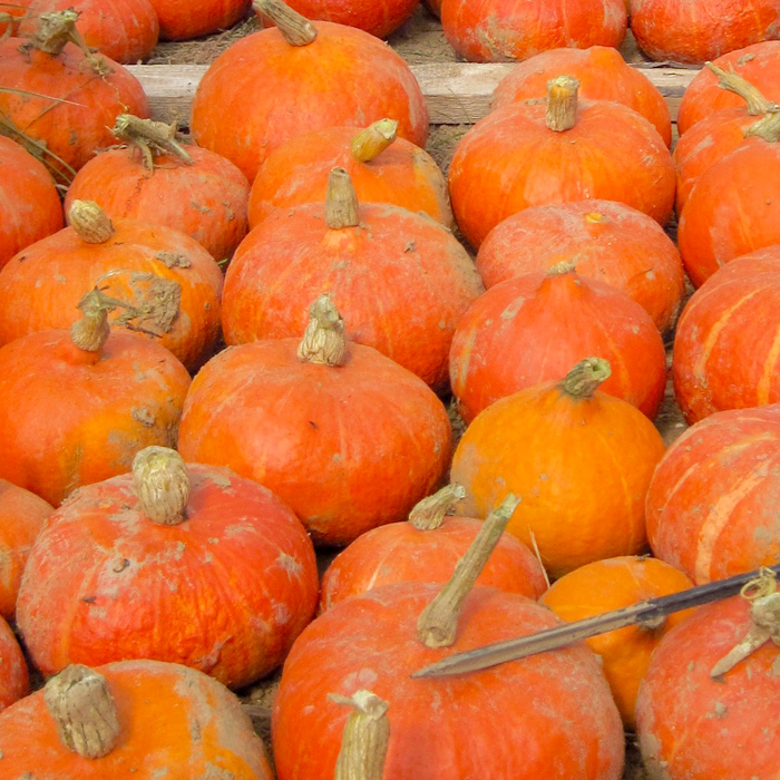 Kürbis Hokkaido Orange