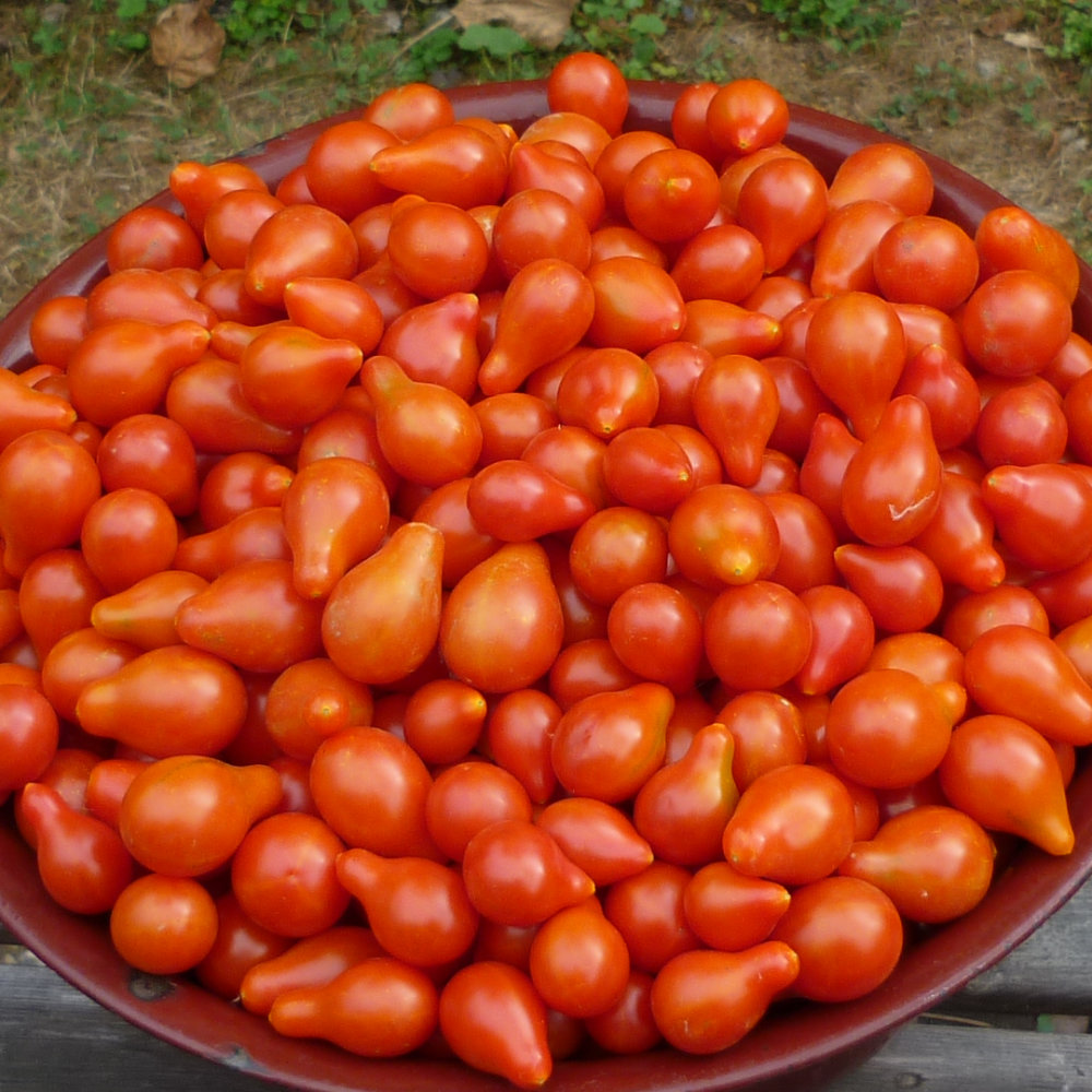 Cocktailtomate Sibirisches Birnchen