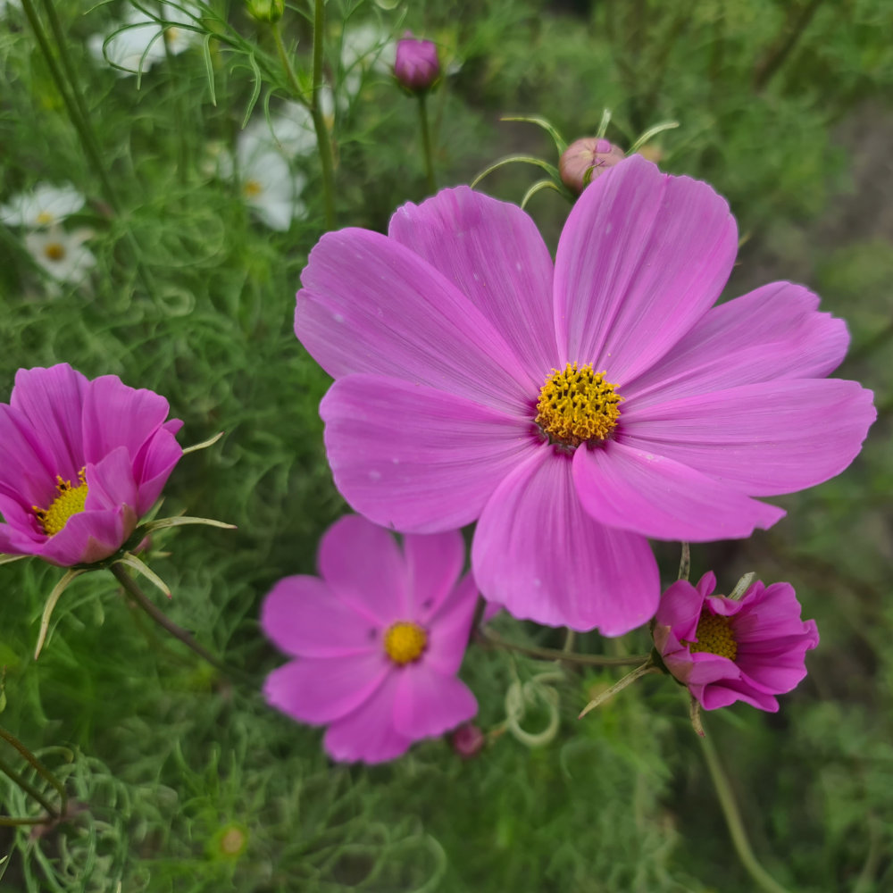 Cosmea Mischung