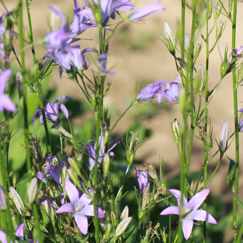 Rapunzelglockenblume
