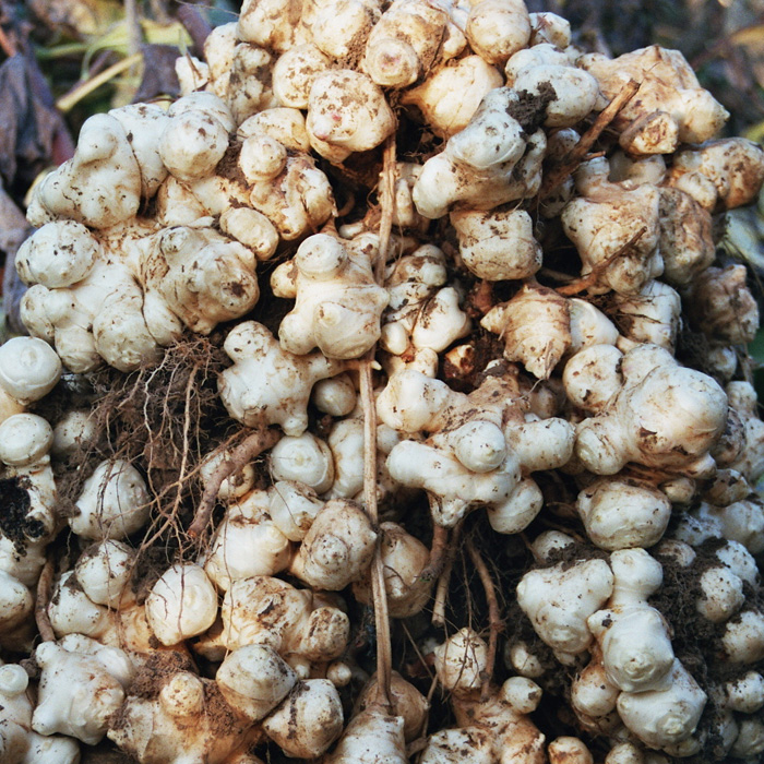 Topinambur Sonnenstrauß