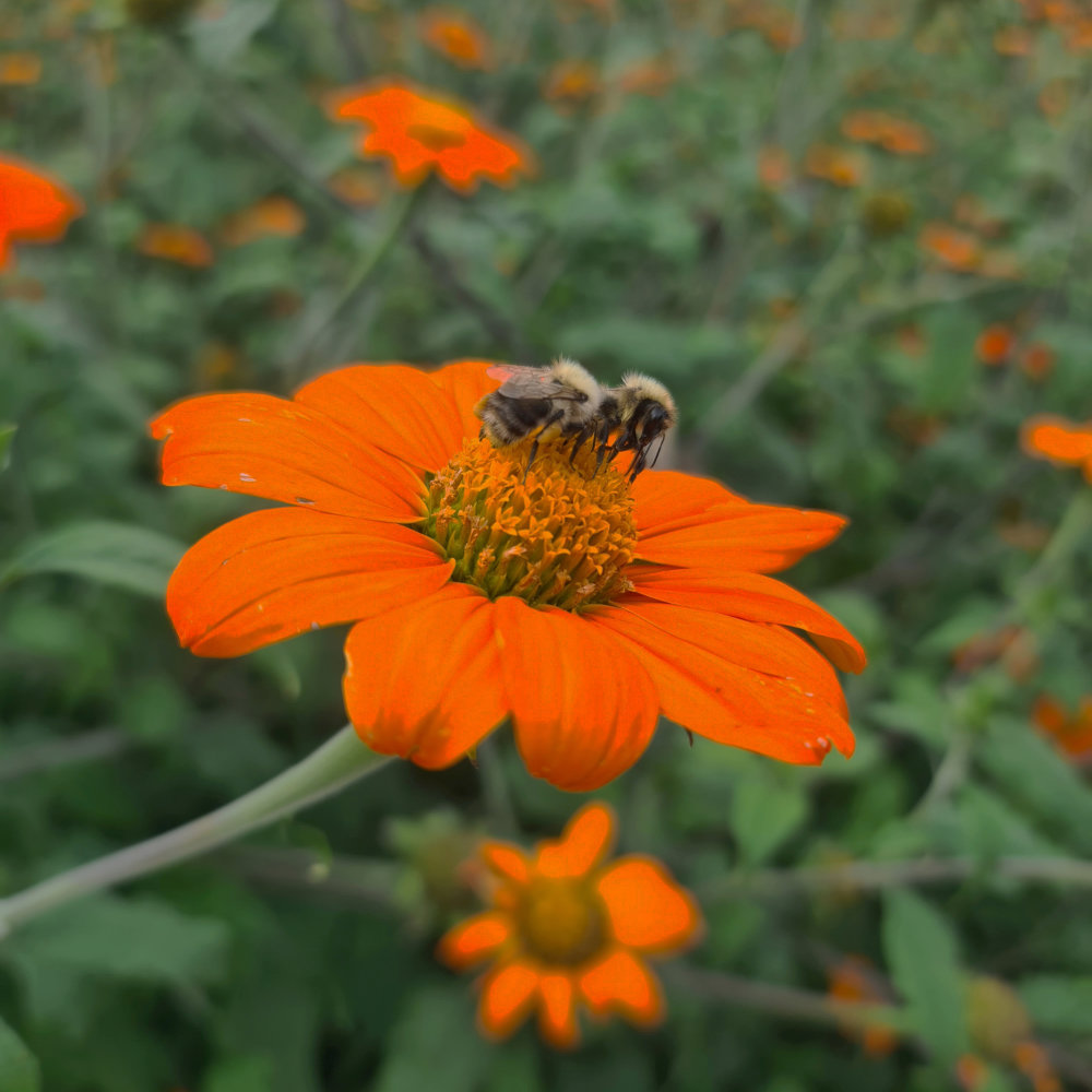Mexikanische Sonnenblume