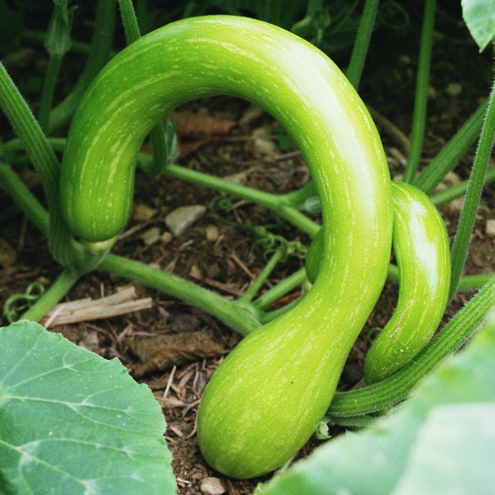 Keulenzucchini Trombetta di Albenga