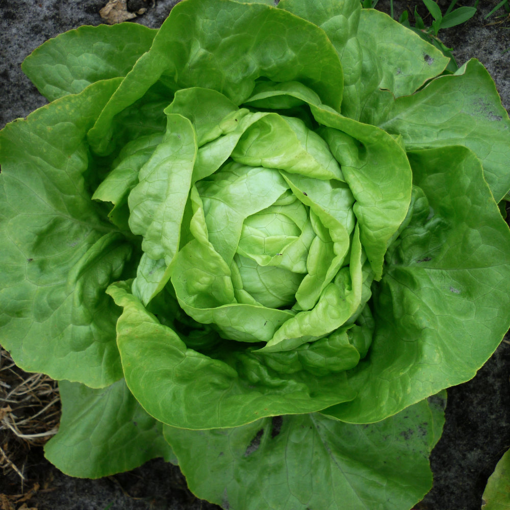 Kopfsalat Luna